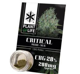 Polen CBG 28% Critical