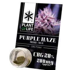 Polen CBG 28% Purple Haze
