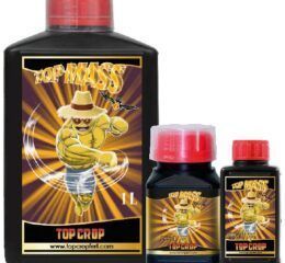 Top Mass