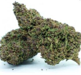 Aladin Purple